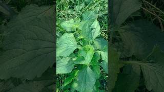 Common Nettle Plant commonnettle plants nature shorts youtubeshorts forest wildlife viral [upl. by Gnni505]