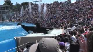 Awesome Shamu Killer Whale highlights from Sea World San Diego [upl. by Nosloc]