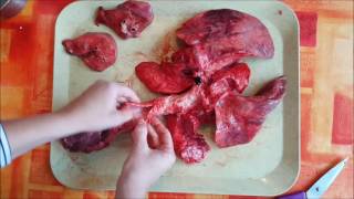 dissection des poumons de porc [upl. by Gine]