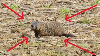 2024 PA Groundhog Hunting Compilation PART 1 [upl. by Sitoeht324]