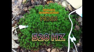 »BIODATA SONIFICATION OF THE MOSS« 528 Hz 1832024 [upl. by Charlton]