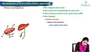 Development of liver amp biliary apparatus  MBBS Lecture [upl. by Berry]