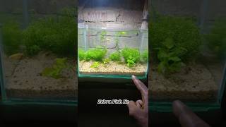 Zebra Fish Tank shorts youtubeshorts fish aquarium shortvideo [upl. by Mcdougall]