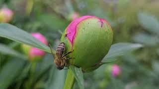 honey bee on unblown peony bud closeup view [upl. by Ilam]