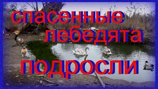 Лебеди подросли История спасенных лебедей новости лебедь спасение лебеди спасениеживотных [upl. by Letsyrk]