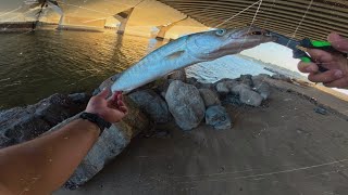 shore casting  BARRACUDA fish  light set up  storm discovery rod  Shimano Stradic 2500HG [upl. by Adnarahs]