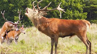 Amazing Roar of a Deer  The Mating Period of the Red Deer [upl. by Bradstreet]