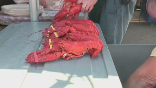 Rockland Lobster Festival About 1500 lobster rolls sold in just one day [upl. by Nabru598]