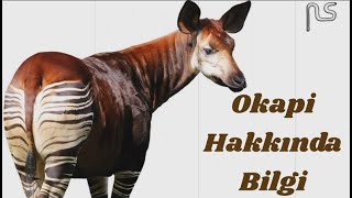 Okapi Hakkında Bilgi [upl. by Allyson]