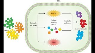 Metabolism Anabolism and Catabolism [upl. by Yasmar]