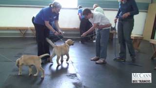 Teach Your Puppy To Do Tricks Headstart Puppies Enjoy Some Playtime [upl. by Nalrah153]