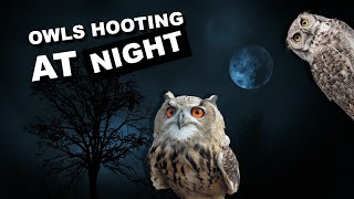 Owls hooting at night 8 hours of owl sounds hoot hoot [upl. by Lamoureux]