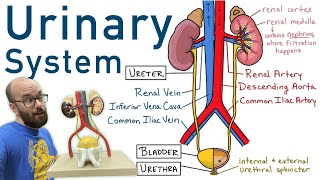 Urinary System  Structure Function Plastinated Kidney and Bladder 3D Model [upl. by Norag]