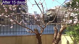 Masterful fruiting pruning of apricot tree [upl. by Atiuqram]