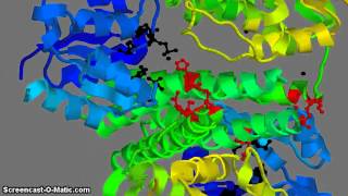 HIstidine Kinase complex with Response Regulator [upl. by Judd]