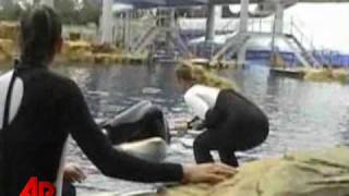 Raw Video SeaWorld Killer Whale Before Attack [upl. by Ainyt]