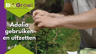 Adalia │ Bladluizen bestrijden met lieveheersbeestjes [upl. by Barn516]