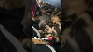 New borns music babycatsviral [upl. by Spevek397]