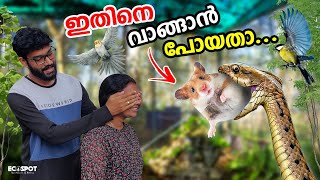 😱കിളിക്കൂട്ടിലേക്ക് പുതിയ PURCHASE ചെയ്യാന്‍ പോയതാ പക്ഷെ  Adopting New Hamster to Aviary [upl. by Grantland]