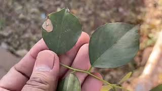 SHIMSHAPA  Dalbergia sissoo  Medicinal plant identification  Dr Naser Jani [upl. by Tremayne]