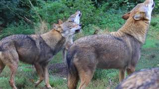 Wolfsheulen  Biotopwildpark Anholter Schweiz [upl. by Jamila]