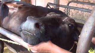 Deworming in Dairy Cattle [upl. by Sandberg]