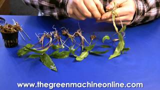 Preparing a Cryptocoryne for planting in an aquarium [upl. by Haraj]