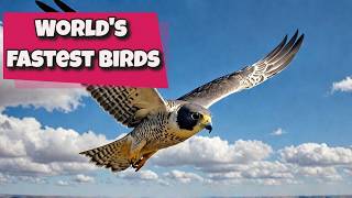 10 FASTEST Flying Birds That Will Leave You Speechless [upl. by Mellisent]