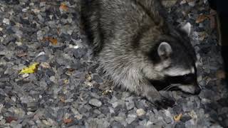 in the absence of convenience food the raccoons will hunt for mice and rats under the patio boxes [upl. by Matronna]