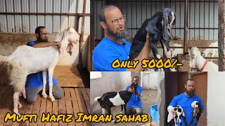 Mufti Hafiz Imran sahab ka Exotic Collection  For Sale In Masab Tank First Lancer 9394721377 [upl. by Elston]