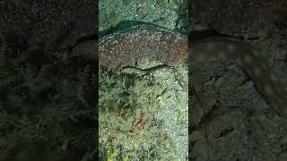 Snake eel spotted while scuba diving under Blue Heron Bridge West Palm Beach FL [upl. by Gagne361]