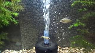 Feeding Brine Shrimp to Freshwater Fish [upl. by Gibeon534]