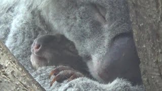 コアラの赤ちゃんが可愛い❤ Very cute baby koala 327 【Cute animal baby videos】【こども動物自然公園】 [upl. by Eusebio]