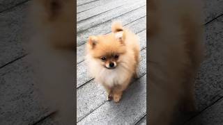 Pure Puppy Love The Irresistible Charm of Pomeranian Puppies [upl. by Vinna]