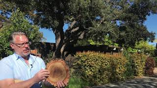 Cork Oak Quercus suber [upl. by Selby]