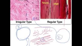 Connective Tissue Part 5 CT of Adipose Reticular Yellow elastic White fibrous Mucoid EXAMQampA [upl. by Aicatan]