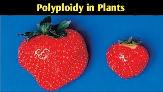 POLYPLOIDY IN PLANTSPART2  LECTURE 65 [upl. by Aihsena]