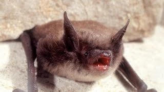 Bat Sounds in my Attic Listen to brown bat vocalization noise Dayton Bat Control and Pest Removal [upl. by Mientao]