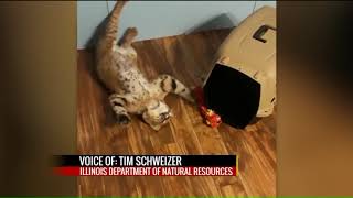 Swansea family fights to keep pet bobcat [upl. by Lalittah339]