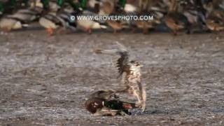 Prairie Falcon takes out a drake mallard [upl. by Woodsum909]