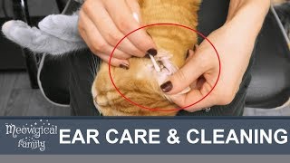 😻 Easy Ear mites How to clean cats ears [upl. by Odnomar829]