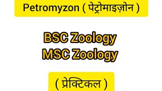 Petromyzon पेट्रोमाइज़ोन BSC Zoology MSC Zoology Prectical [upl. by Rehpotsirk]