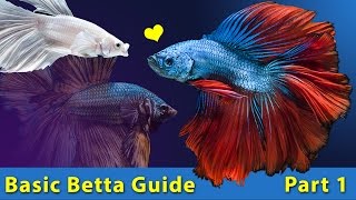 How to take care of a BETTA FISH 🐟 Basic Betta Guide [upl. by Anaik52]