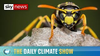 How a world without wasps would be worse than you think [upl. by Polad]