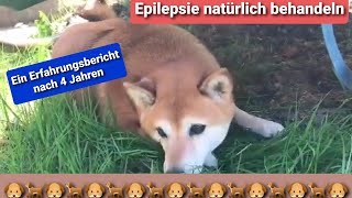 Epilepsie natürlich Behandeln beim Hund  Erfahrungsbericht  Deutsch [upl. by Gorga586]