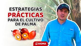 Aprende de un Ingeniero Agrónomo experto en palma de aceite a llevar un cultivo exitoso [upl. by Anail]