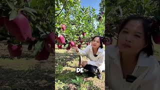 ¡Increíble Cosecha Esta Granjera en Asia Muestra su Cultivo de Manzanas 🍎✨ shorts [upl. by Marchall]