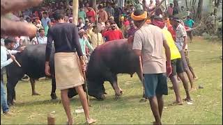 আগরদা বনাম ধবনী। Agorda VS Dhabani বিরাট কাড়া লড়াই। জয়ী হয়েছেন ধবনী। [upl. by Eenerb]