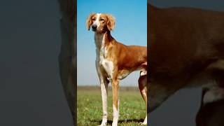 Salukis dogs The oldest dog breed [upl. by Woody]