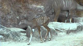 New Baby Kudu at the Houston Zoo [upl. by Eilak]